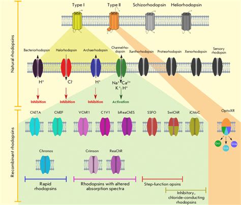 aav chanel rhodopsin|channelrhodopsin 2 optogenetics.